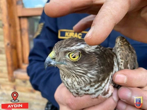 Jandarma Atmaca’yı koruma altına aldı
