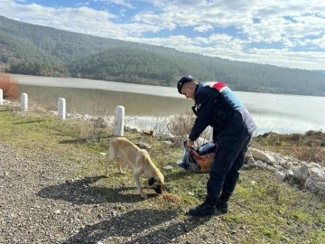 Jandarma bin 665 sokak hayvanına sahip çıktı
