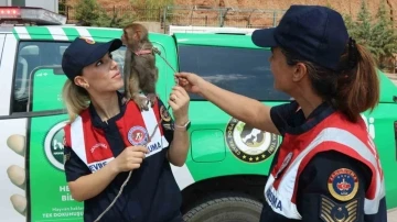 Jandarma, denetim yaptığı otobüste &quot;örümcek maymunu&quot; ele geçirdi
