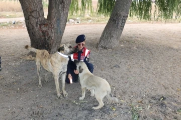 Jandarma ekipleri sahipsiz köpeklere reflektörlü tasma takıyor
