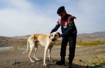 Jandarma ekipleri sahipsiz köpeklere sahip çıkıyor
