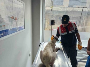 Jandarma hasta köpeği veterinere teslim etti
