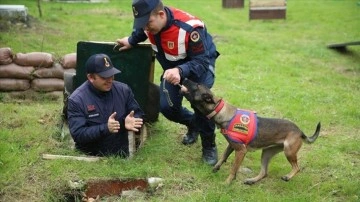 Jandarma köpekleri "Mermi" ve "Logo" başarılarıyla göz dolduruyor