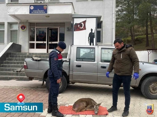 Jandarma, yaralı karacaya sahip çıktı
