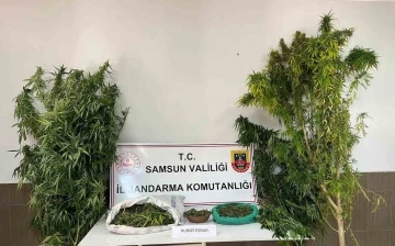 Jandarmadan uyuşturucu operasyonu
