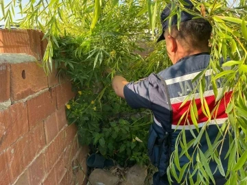 Jandarmadan uyuşturucu operasyonu: Çok sayıda kök keneviri ve hap ele geçirildi
