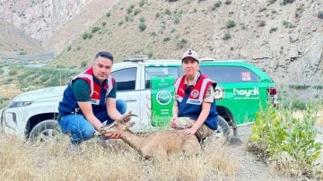 Jandarmadan yaralı dağ keçisine şefkat eli
