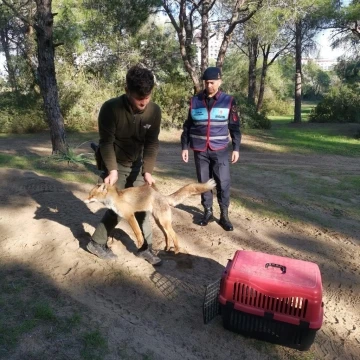 Jandarmanın ormanda bulduğu yaralı yavru tilki koruma altına alındı
