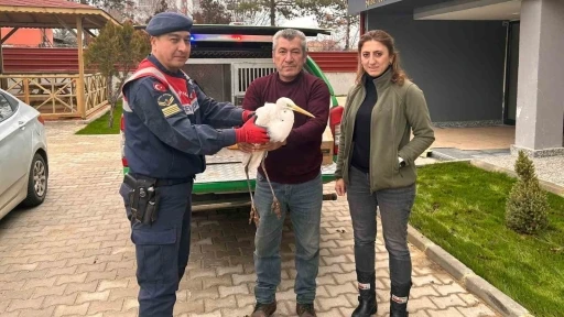 Jandarmanın yaralı olarak bulduğu büyük ak balıkçıl tedavi altında
