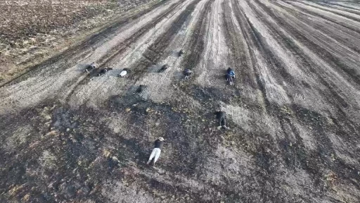 Kaçak göçmenlerin tarlada yakalanma anı dron kamerasında
