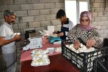 Kadın girişimci evinin önünde kurduğu serada mantar yetiştiriyor
