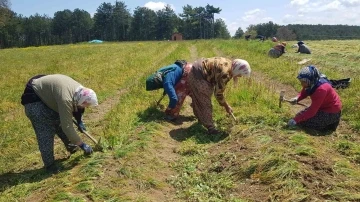 Kadın işçiler safran için kolları sıvadı
