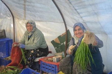 Kadınların çamurdan temizlediği yeşil soğan sofraları süslüyor