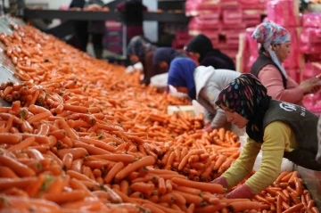 Kadınların elle sökümünü yaptığı havuç dünya pazarına hazırlanıyor
