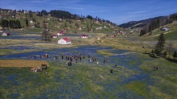 Kadıralak Yaylası "mavi yıldız"larla kaplandı