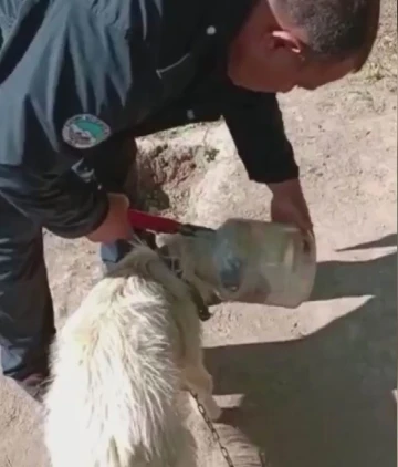 Kafası bidona sıkışan köpeği itfaiye kurtardı
