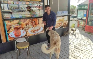 Kahramanmaraşlı esnaf, her gün büfesinin önüne gelen hayvanları besliyor
