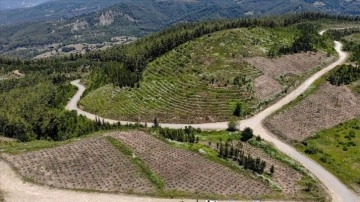 Kahramanmaraş'ta 3 yıl önce yanan ormanlık alan lavantayla canlandırıldı