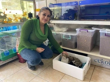 Kaldığı yerin tadilatı yüzünden dışarıda kalan kedi, 3 yavrusuyla esnafa sığındı
