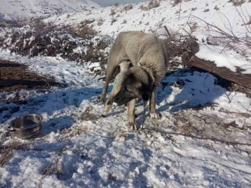 Kangal köpeği kuzunun süt annesi oldu
