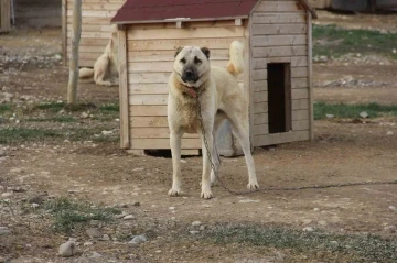 Kangal köpeğini dışkısından tanımak mümkün
