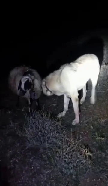 Kangal vefası ile hayret ettirdi
