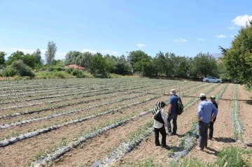 Kapya biberler takip ediliyor
