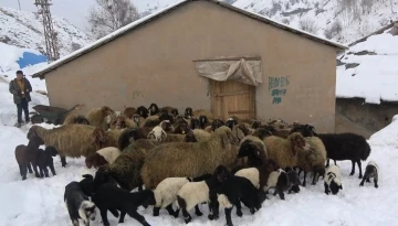 Kar çiftçinin umudunu yeşertti
