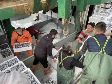 Karadeniz’de hamsi bereketi
