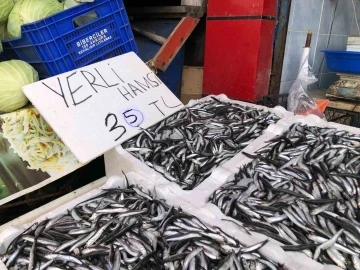 Karadeniz’de hamsi bolluğu sürüyor
