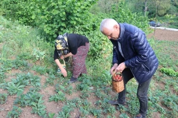 Karadeniz Ereğli’de ilk çilek hasadı yapıldı
