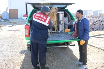 Karaman’da yaralı köpek koruma altına alındı
