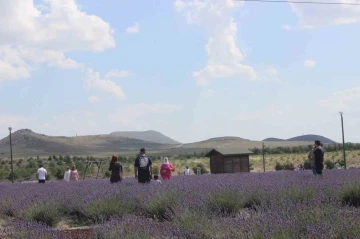 Karapınar’daki lavanta bahçesi turistlerin uğrak noktası oldu
