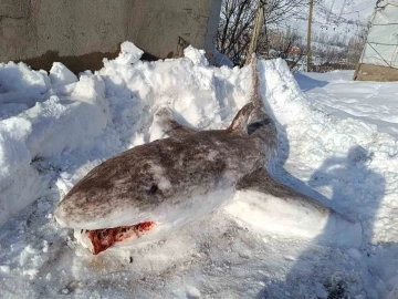 Kardan ‘köpek balığı’ yaptı
