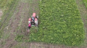 Kardiyoloji uzmanı kıraç toprakları tıbbi aromatik bitkilerle ekonomiye kazandırıyor