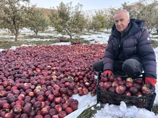 Karlı dağlarda zorlu elma hasadı
