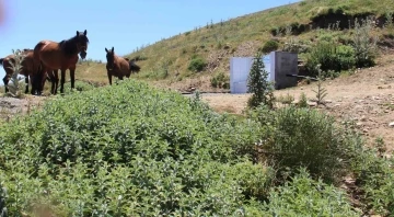 Karlık çeşmesi atların uğrak yeri oldu
