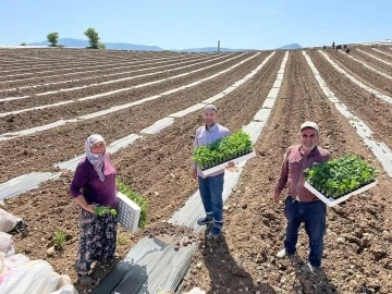 Karpuz fideleri toprakla buluştu
