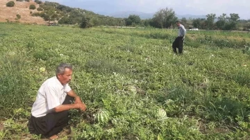 Karpuz tarlasını hasat etmeye giden çiftçiye ‘Karga’ şoku
