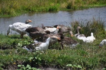 Kars mutfağının olmazsa olmazı kazlar besiye alındı
