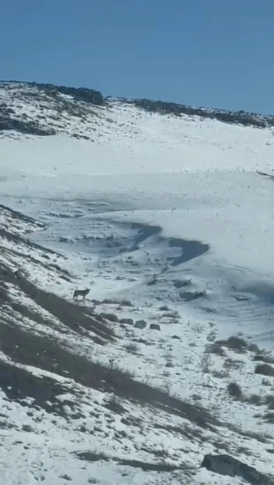 Kars’ta köye inen kurt, vatandaş tarafından görüntülendi
