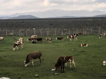 Kars’ta meralar renklendi
