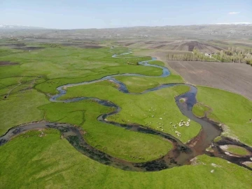 Kars’taki mendereslerde bahar güzelliği
