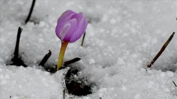 Kars'ta kardelen ve çiğdemler çiçek açmaya başladı