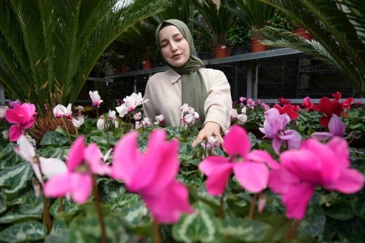 Kasım ayında en çok tercih edilen çiçekler kasımpatı ve sıklamen oluyor
