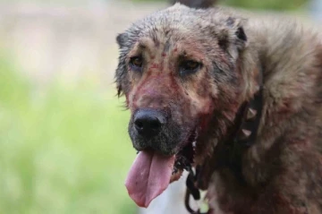 Kasıtlı tahrik edilen köpek ‘silahla tehdit’ suçu oluşturuyor
