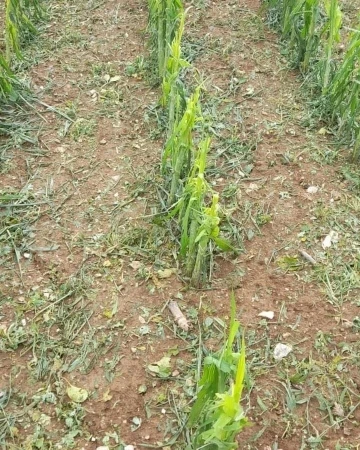 Kastamonu’da dolu yağışı Çit köyünde sarımsak tarlalarına zarar verdi
