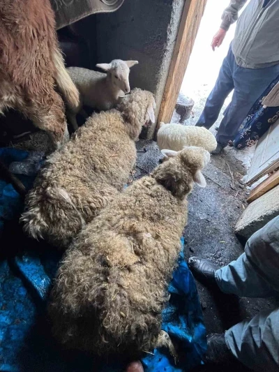 Kastamonu’da kar nedeniyle ahır çöktü, hayvanlar altında kaldı
