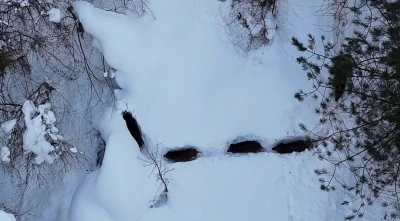 Kastamonu’da karla kaplı ormandaki domuz sürüsü havadan görüntülendi
