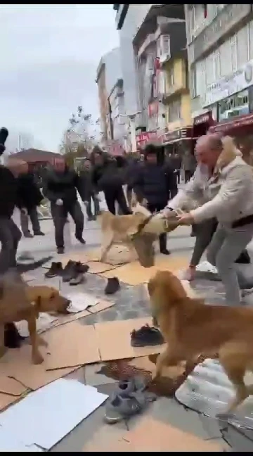 Kavga eden başıboş köpekler Cuma cemaatinin arasına daldı
